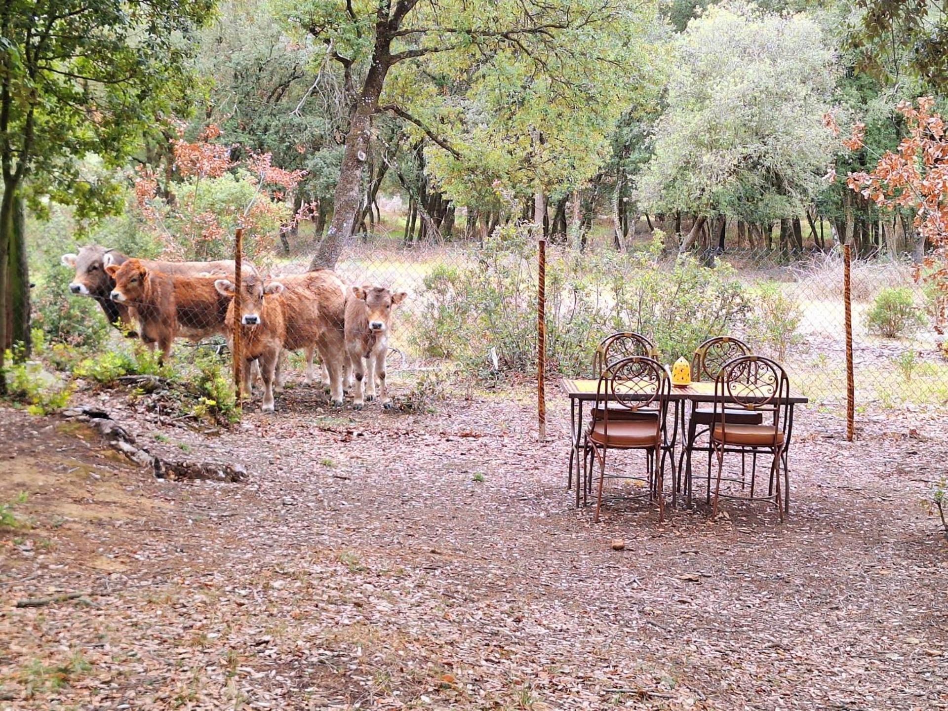 Casa Natura Montseny برشلونة المظهر الخارجي الصورة